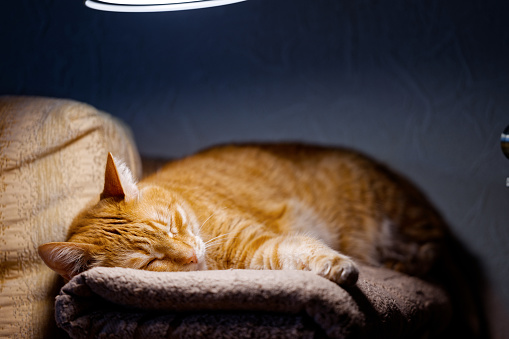 Red cat lies on the sofa and sleeps under the light of the lamp. Shallow focus.