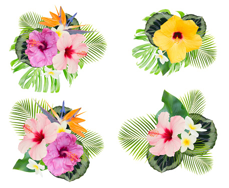 tropical flowers and leaves - frame of fresh hibiscus and frangipani flowers and exotic palm leaves isolated on white background