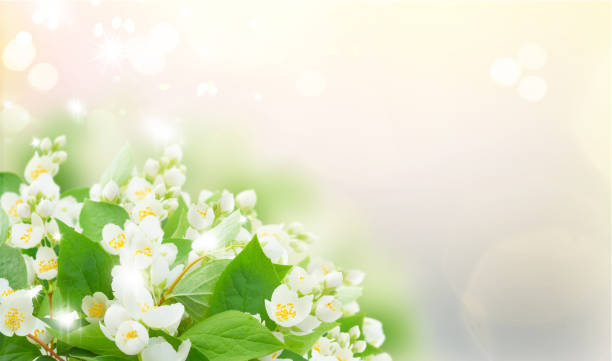istock Jasmine flowers and leaves 1386642249