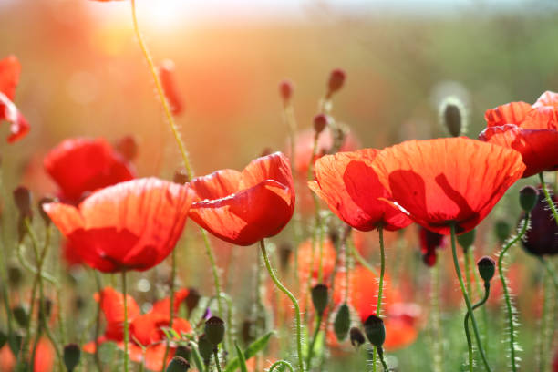 istock poppies flower meadow spring season nature 1386642503