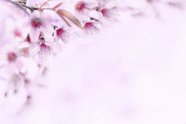 istock Sakura flower background. Spring background with cherry blossom. 1386643488