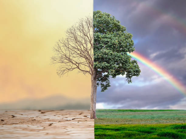 istock Change tree forest drought and forest refreshing. Ecology concept Half alive and half dead tree standing at the crossroads. Save the environment. 1386643532