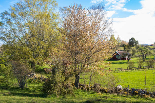 istock Budding trees by a red cottage in the country 1386644363