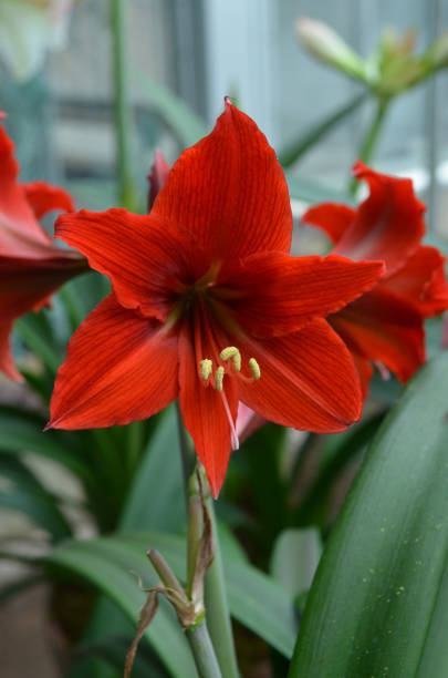 istock Blooming Red Amaryllis Flower 1386644468