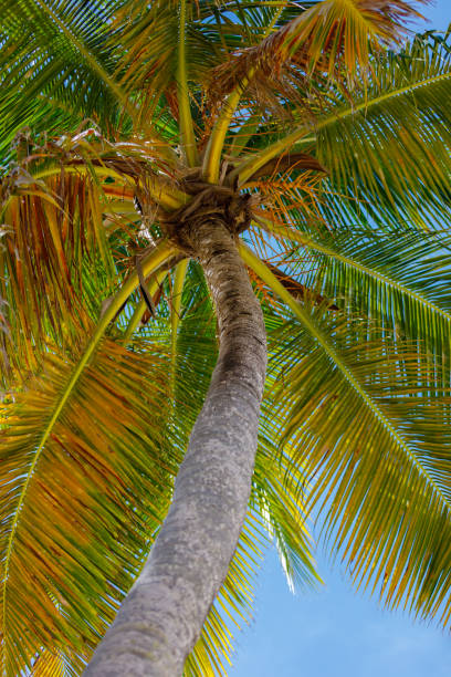 istock Coconut tree trunk with green leaves. Bottom view. 1386646718