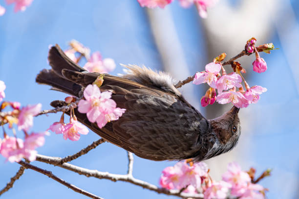 istock flowers and Wild Birds 1386646833