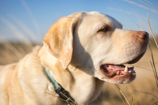 Yellow Labrador Retriever in the countryside on a cold, sunny day.