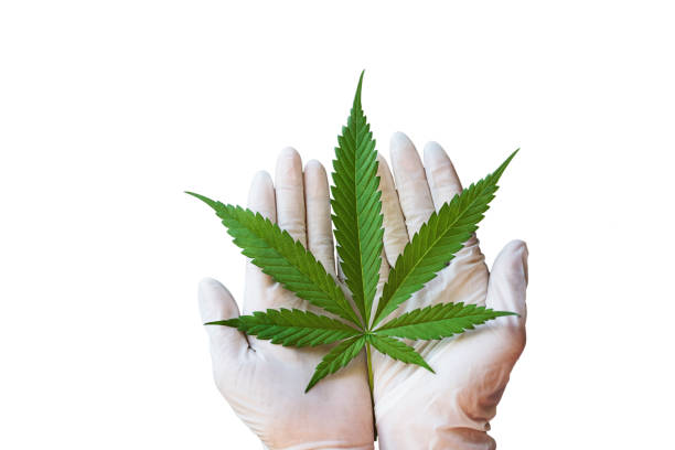 istock Hand holding a cannabis leaf on white background.Cultivation of Marijuana tree. Growing medical marijuana. 1386647028