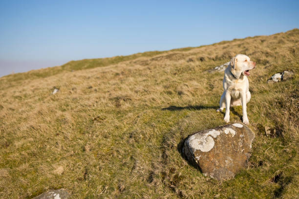 istock Labrador out on The Moors in Winter 1386647032