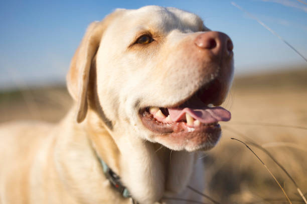 istock Labrador out on The Moors in Winter 1386647589
