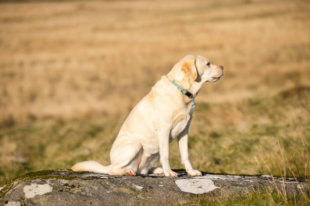 Yellow Labrador Retriever in the countryside on a cold, sunny day.