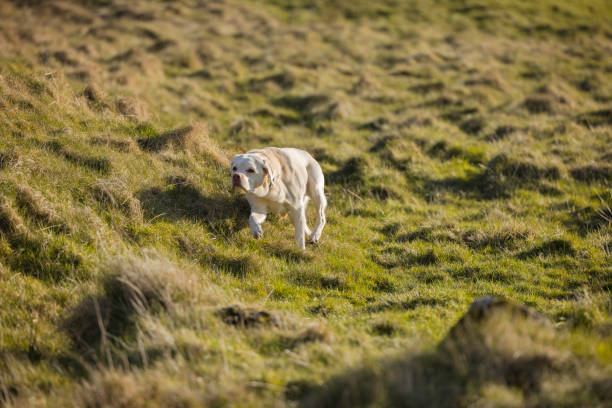 Yellow Labrador Retriever in the countryside on a cold, sunny day.