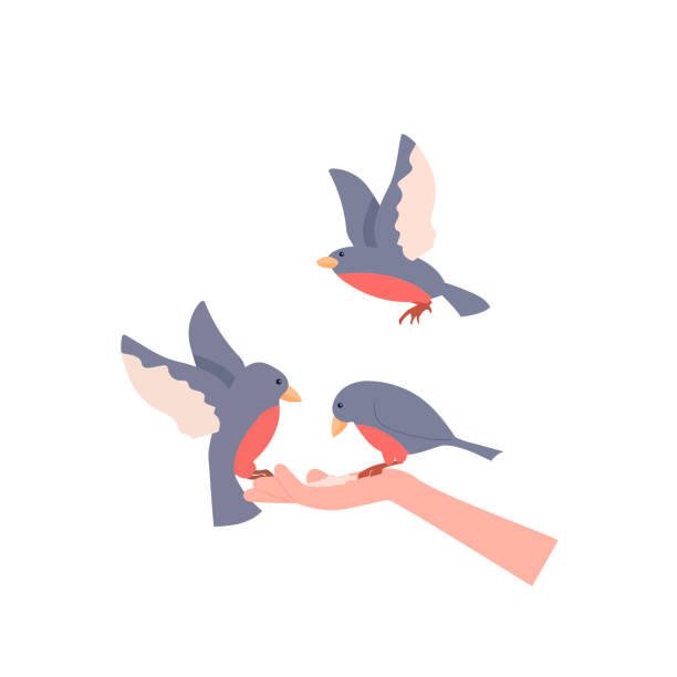 illustrazioni stock, clip art, cartoni animati e icone di tendenza di gli uccelli si siedono sul braccio tenendo il cibo. uccelli che nutrono a mano. giorno degli uccelli. illustrazione vettoriale - tame