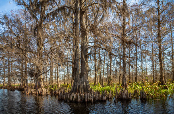 istock Everglades Landscapes 1386656894