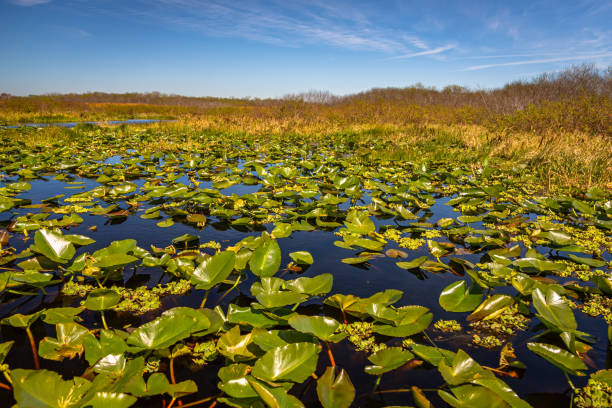 istock Everglades Landscapes 1386656905