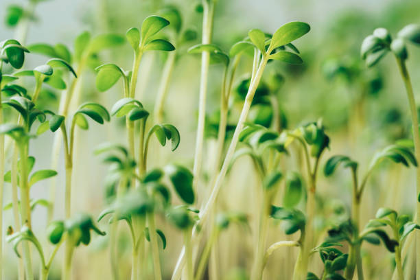 istock Tray with young parsley sprouts close-up 1386663051