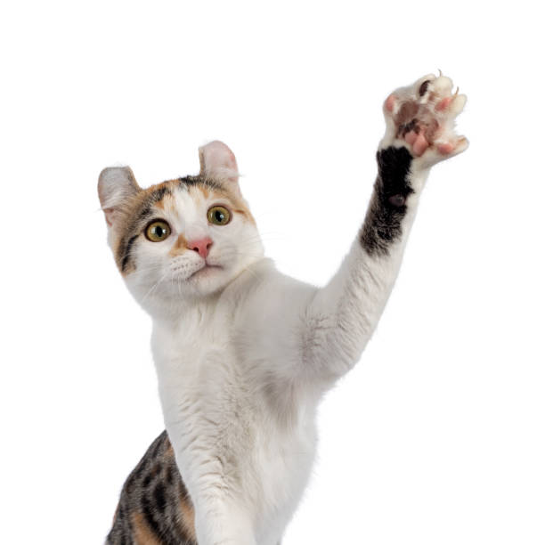 istock Shorthair American Curl cat on white 1386665858