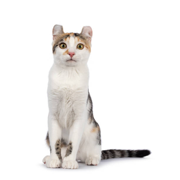 istock Shorthair American Curl cat on white 1386665909