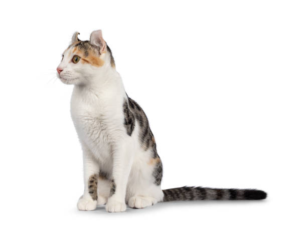 istock Shorthair American Curl cat on white 1386665922