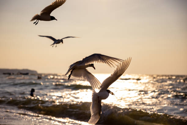 istock Seagulls and the sea 1386666540