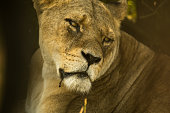 Old lioness