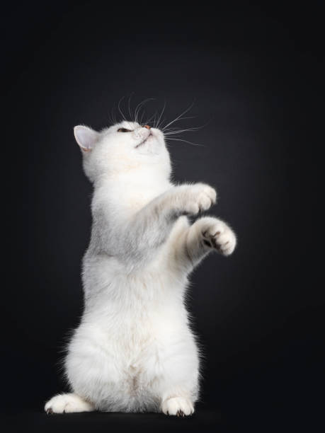 istock British Shorthair cat kitten on black 1386666711