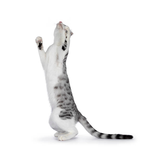 istock Shorthair American Curl cat on white 1386666850