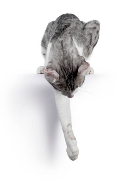istock Shorthair American Curl cat on white 1386666867