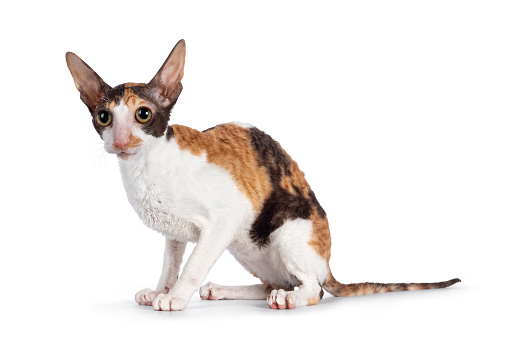 Cute little tortie with white Cornish Rex cat kitten, sitting side ways. Looking towards camera with big eyes. Isolated on a white background.