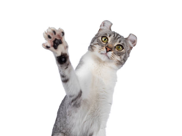 istock American Curl Shorthair cat on white 1386666966