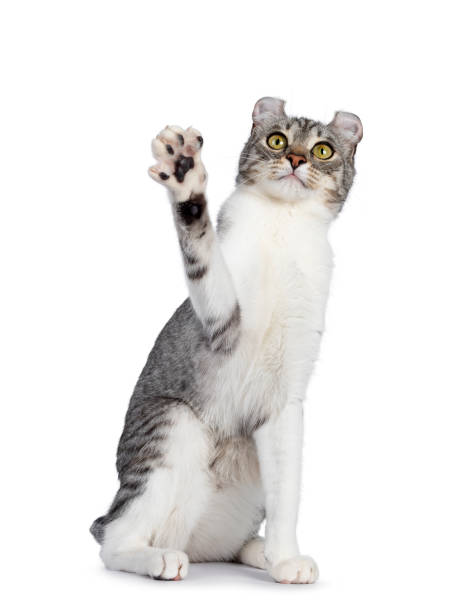 istock American Curl Shorthair cat on white 1386666992