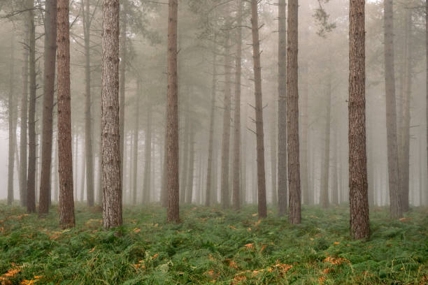 istock New Forest National Park, Hampshire, England, UK 1386667019