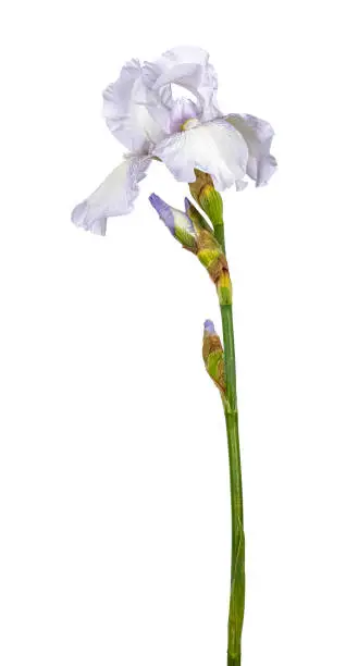 Side view of blooming Iris flower, isolated on white background.