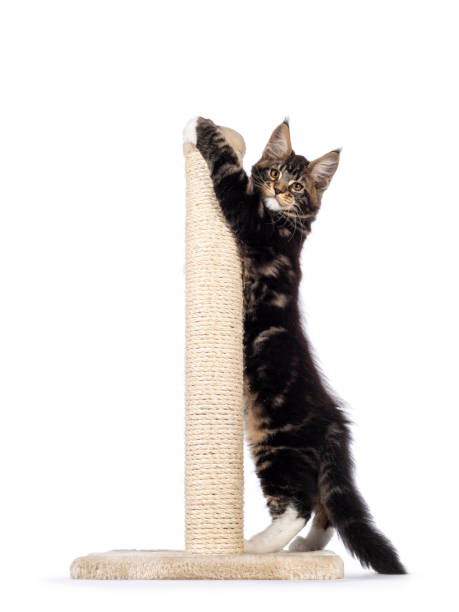 istock Maine Coon cat kitten on white 1386667102