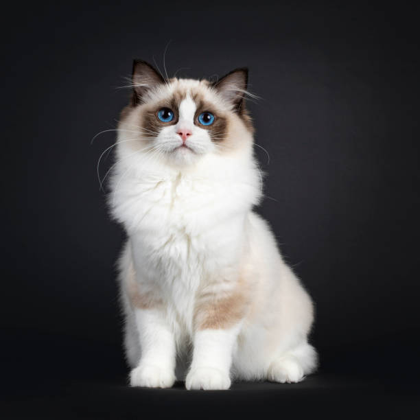 istock Ragdoll cat kitten on black background 1386667258