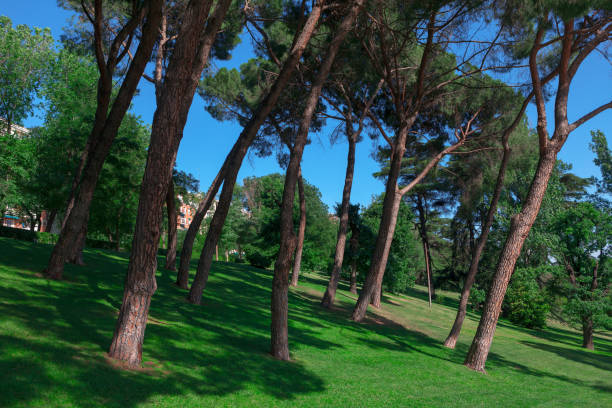 istock Park with tall pines in Madrid 1386667298