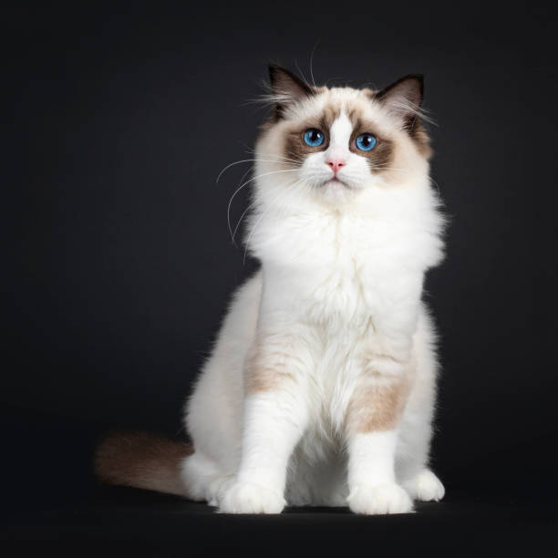 istock Ragdoll cat kitten on black background 1386667325