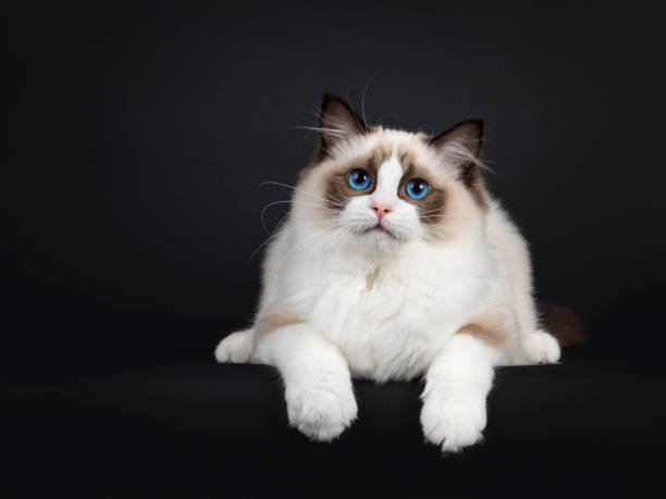 istock Ragdoll cat kitten on black background 1386667329