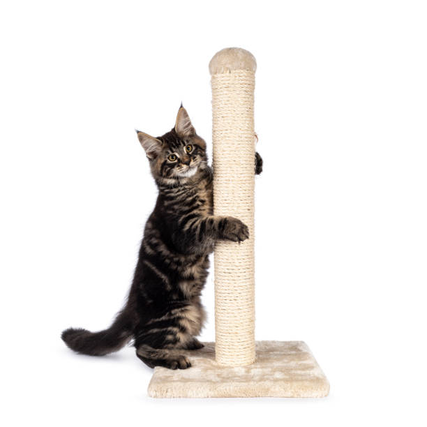 istock Maine Coon cat kitten on white 1386668416