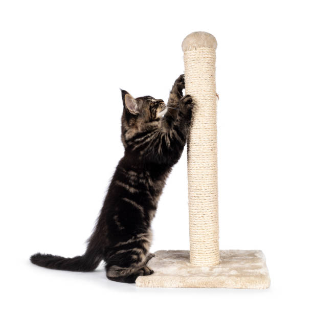 istock Maine Coon cat kitten on white 1386668980