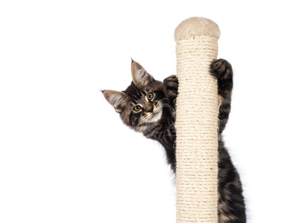 istock Maine Coon cat kitten on white 1386668989