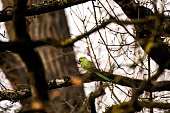 Beautiful green parakeet