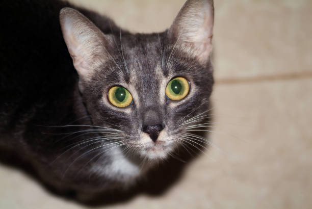 istock a young cat looks into the camera 1386669004