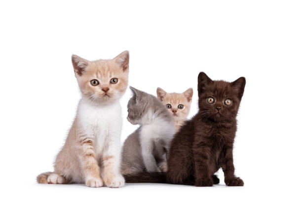 istock British Shorthair kittens on white background 1386669028