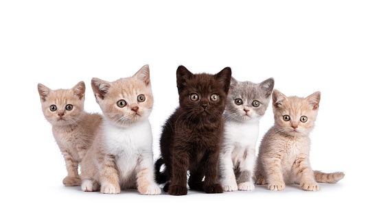 Row of 5 various colored British Shorthair cat kittens, standing and sitting together. All facing camera. Isolated on on white background.