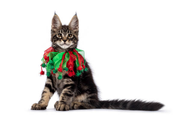 istock Maine Coon cat kitten on white background 1386669054