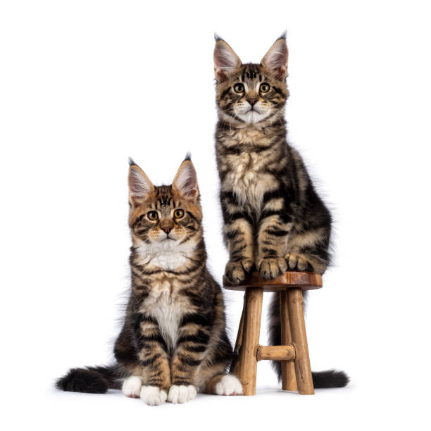 istock Maine Coon cat kittens on white background 1386669222