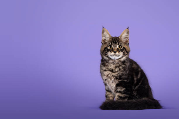 istock Maine Coon cat kitten on purple background 1386669266