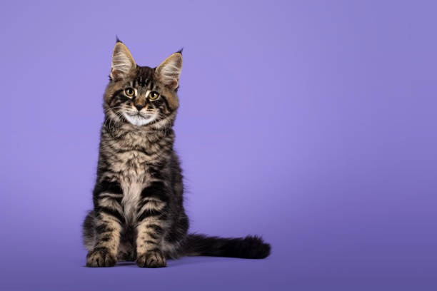 istock Maine Coon cat kitten on purple background 1386669327