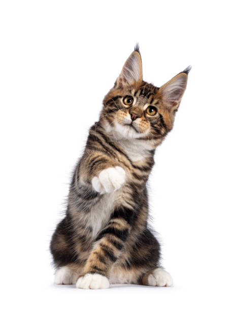 Maine Coon cat kitten on white